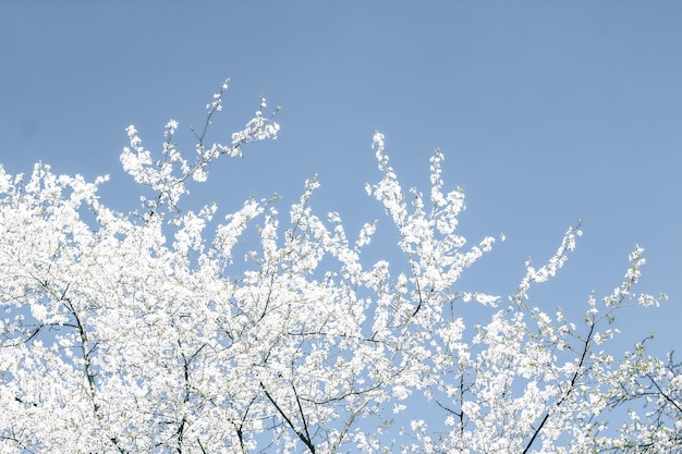 Florale abstrakte Kunst auf blauem Hintergrund Vintage Kirschblüten in voller Blüte als Naturkulisse für luxuriöses Urlaubsdesign