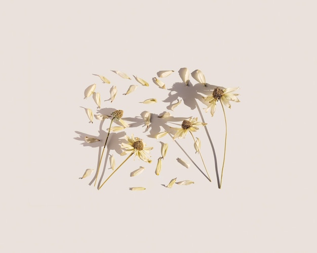 Foto florale flache getrocknete blüten cosmos beige monochrom botanischer hintergrund leerer raum
