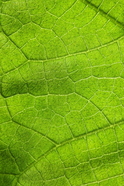 floraler floraler hintergrund mit blättern und knospen natürlicher textur