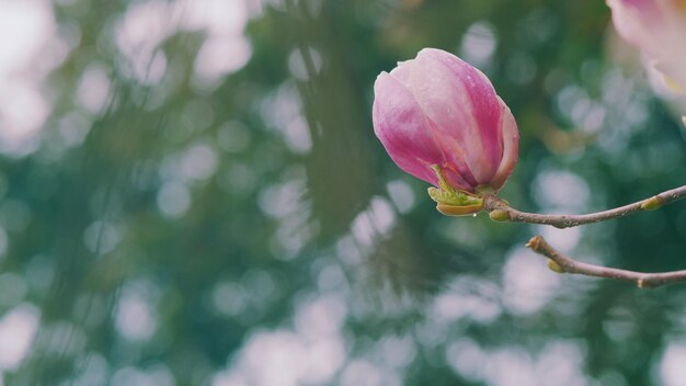 Floralthemed fundo rosa magnolia flores jardim de primavera espaço de cópia