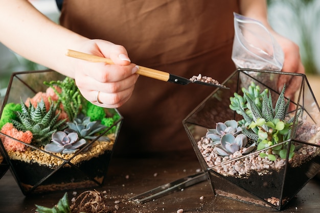 Florario de bricolaje. Afición y ocio del ama de casa. Foto recortada de mujer plantando y cultivando suculentas en casa.