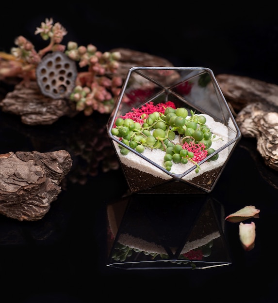 Foto florario de vidrio con plantas suculentas en el interior aislado en acrílico negro. plantas suculentas en caja de cristal.