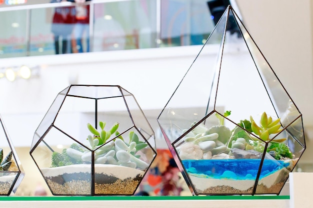 Florarium cheio de cactos e plantas decoração para casa