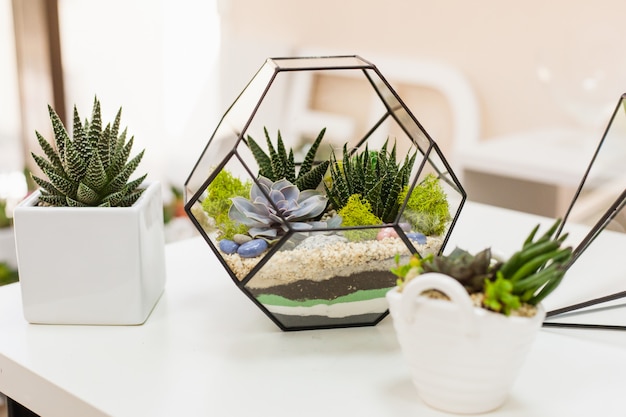 Florarium - composição de suculentas, pedra, areia e vidro, elemento do interior, decoração, terarium de vidro