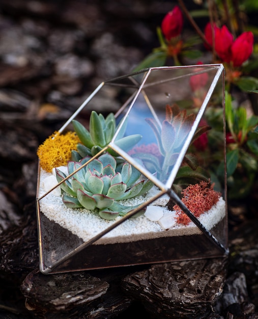 Florarium de vidro com plantas suculentas dentro no jardim