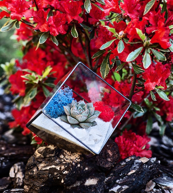 Florarium de vidro na forma de um cubo com planta suculenta dentro no jardim e arbusto de florescência vermelho no fundo