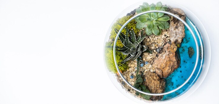 Foto florarium in einer glasvase mit haworthia pachyphytum und anderen sukkulenten in meeresnähe. platz für text auf weißem hintergrund