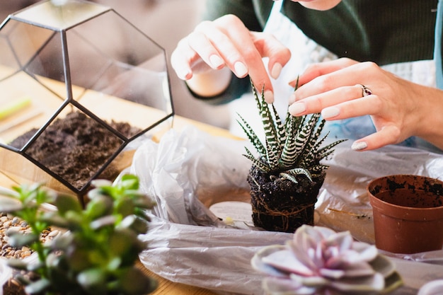 Foto florarium - komposition aus sukkulenten, stein, sand und glas, interieurelement, wohnkultur