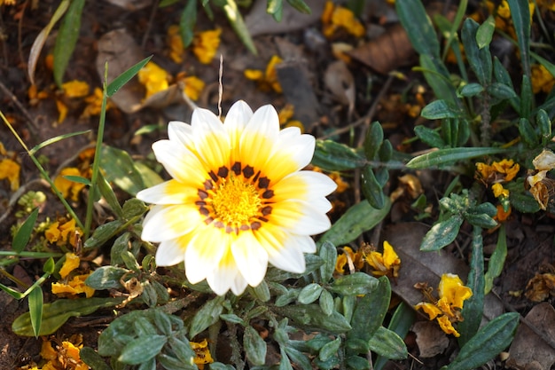 flore amarelo e branco no jardim