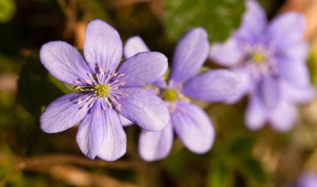 Florece los claros, apareciendo como uno de los primeros en una temporada de primavera.