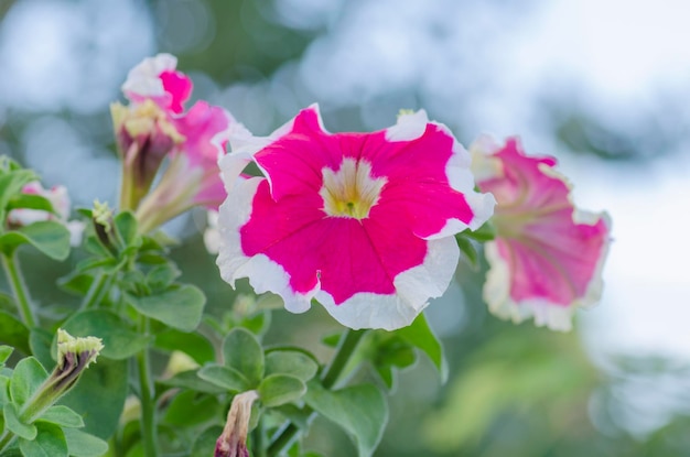Florece flores de petunia roja con franja blanca en el borde Petunia roja que florece en el jardín