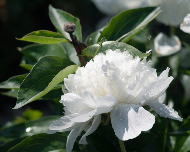 Florece peonías en el jardín