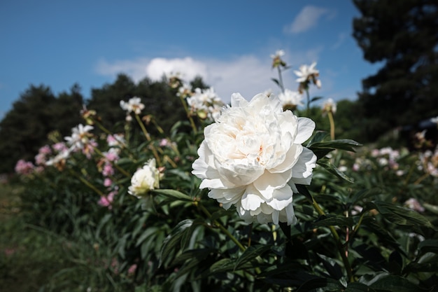 Florece peonías en el jardín