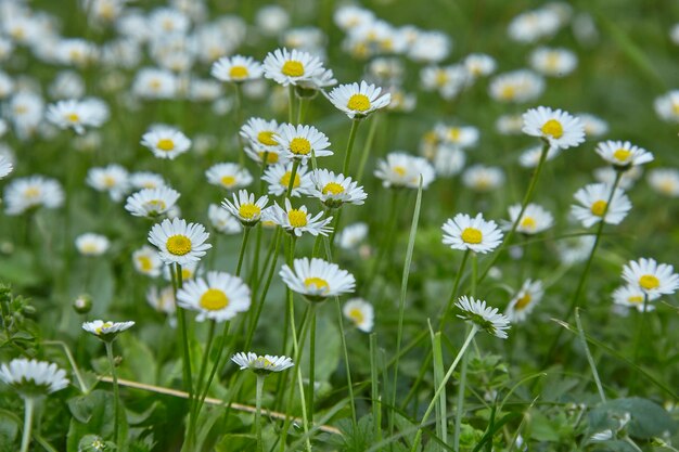 Florece la primavera y con ella nacen las margaritas pequeñas flores blancas que cubren todo el jardín
