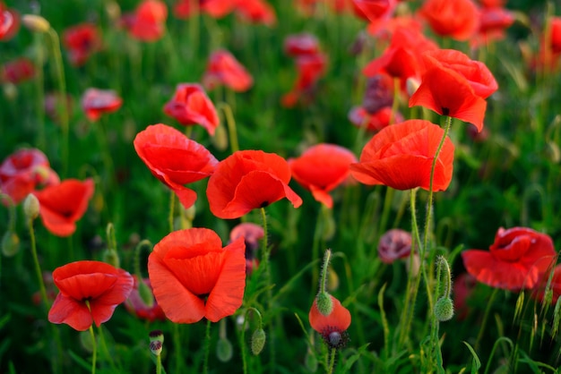 Florece el primer rojo de las amapolas.