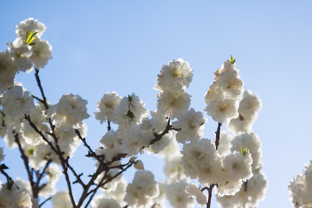 florece la rama de un árbol