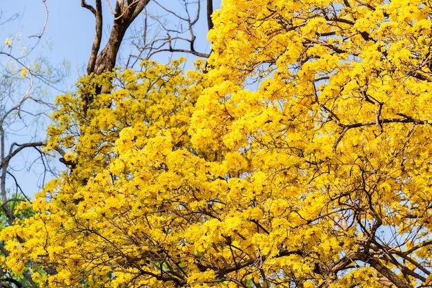 Florecen las flores amarillas