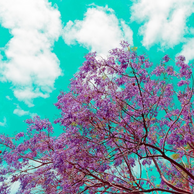 Foto florecen las flores canarias. estado de ánimo morado