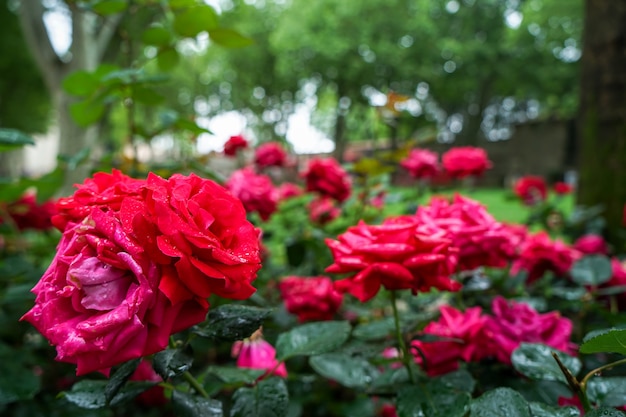 Florecen las flores color de rosa rojas con la gotita de agua de lluvia en fondo verde borroso