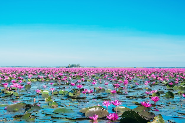 Foto florecen flores de lirio de agua en el lago, maravilloso lirio de agua rosa o rojo paisaje mlooming