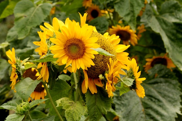 Foto florecen los girasoles