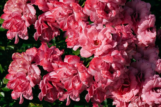 Florecen hermosas rosas de colores en el fondo del jardín