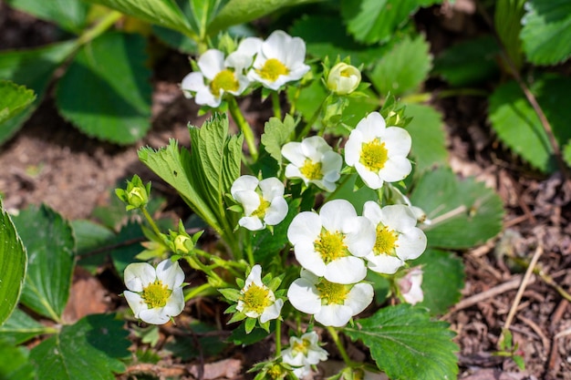 Florecendo arbustos de morango no jardim em um dia ensolarado de verão