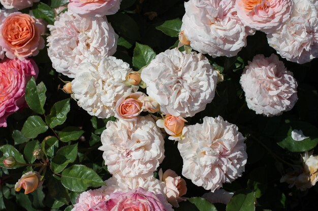 Florecendo belas rosas coloridas no fundo do jardim