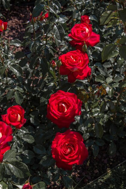 Florecendo belas rosas coloridas no jardim