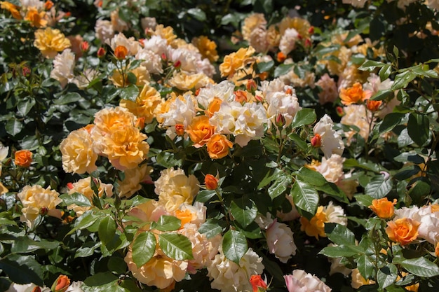 Florecendo belas rosas coloridas no jardim