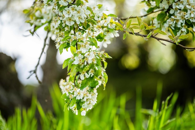 Florecer en las flores de los árboles frutales de manzana en primavera