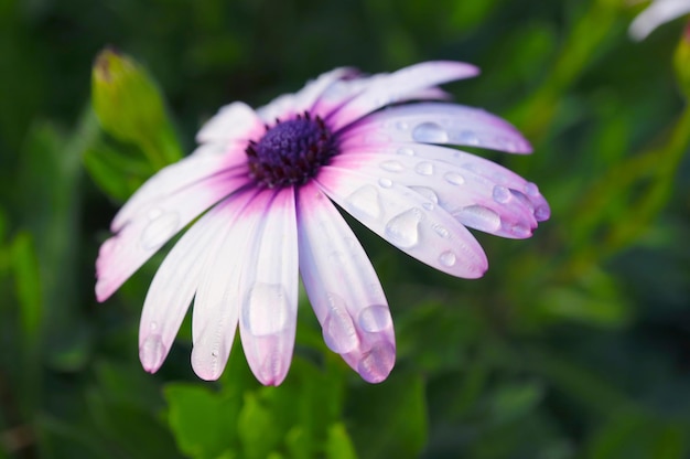 Floreciendo Cape Daisy Flower con gotas de lluvia en la Isla de Pascua Chile América del Sur