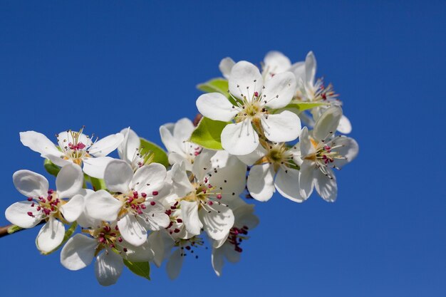 Floreciendo una cereza de primavera