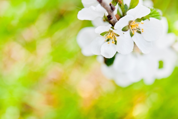 Floreciendo una cereza de primavera