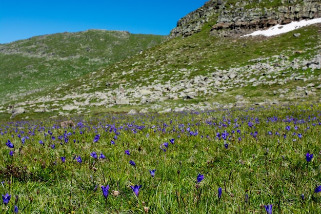 Floreciendo hermosas y coloridas flores silvestres en Artvin Highland