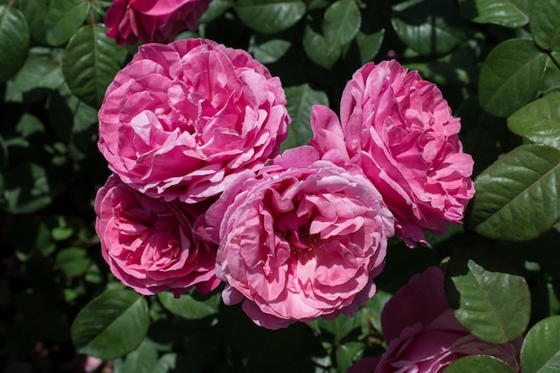 Floreciendo hermosas rosas de colores en el jardín