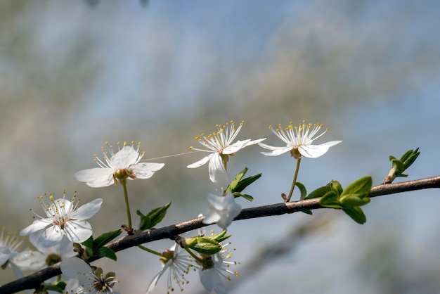 Floreciendo en la primavera del año árboles frutales en el jardín.