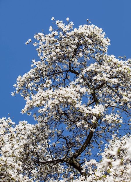 Floreciente árbol de magnolia