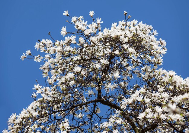 Floreciente árbol de magnolia