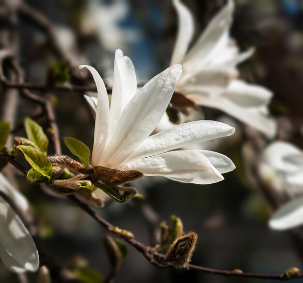 Floreciente árbol de magnolia