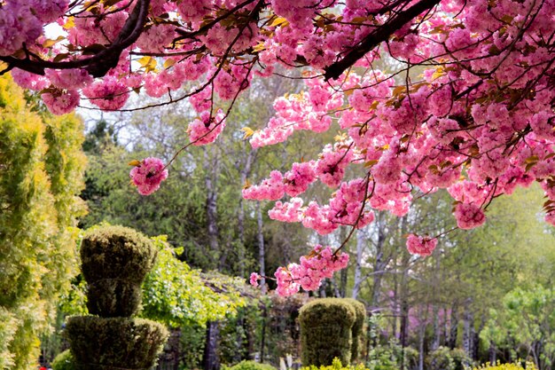 Floreciente árbol de sakura rosa flores cereza en ramita en el jardín en un día de primavera en el cielo azul de fondo