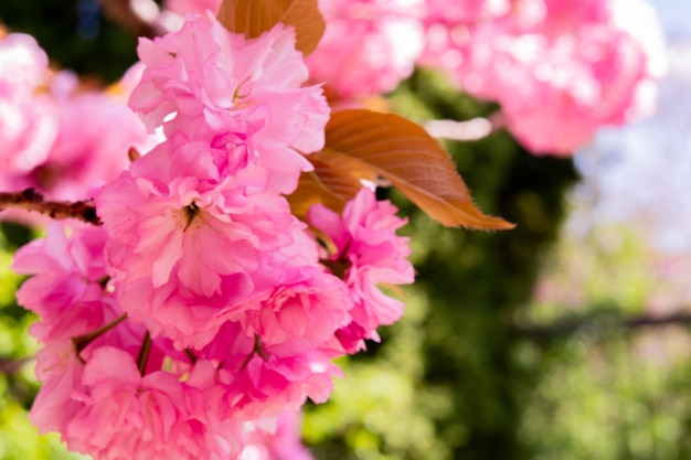 Floreciente árbol de sakura rosa flores cereza en ramita en el jardín en un día de primavera en el cielo azul de fondo