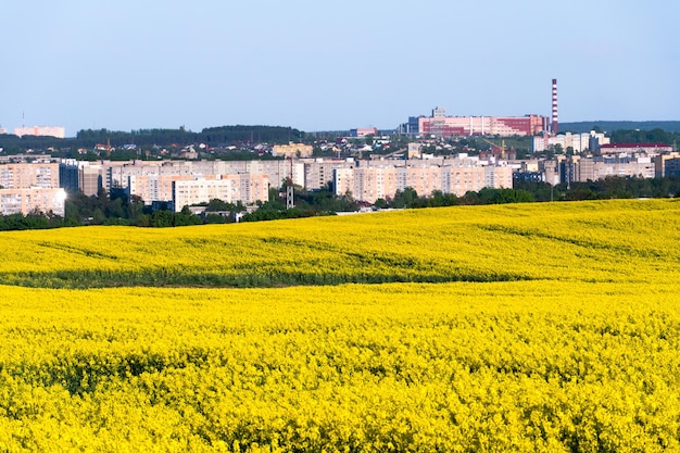 Un floreciente campo de colza y una ciudad al fondo Un campo agrícola cerca de la ciudad en un lugar no ecológicamente limpio La temporada de cosecha en las plantaciones