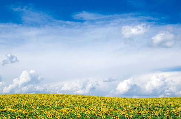 Floreciente campo de girasoles en cielo azul