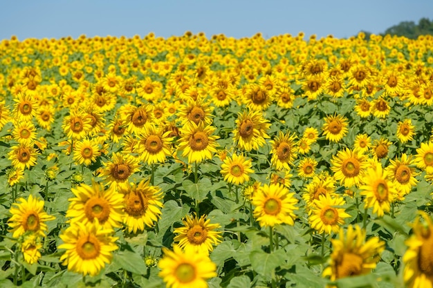 El floreciente campo de girasoles en la granja rural se encuentra en la colina, brillante y fresco para los viajeros bajo el cielo azul claro en verano, vista frontal para el espacio de copia.