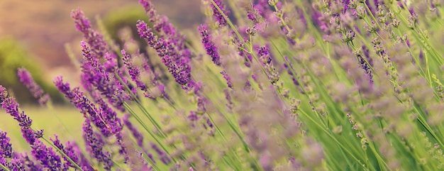 Floreciente campo de lavanda. Flores de verano. Enfoque selectivo