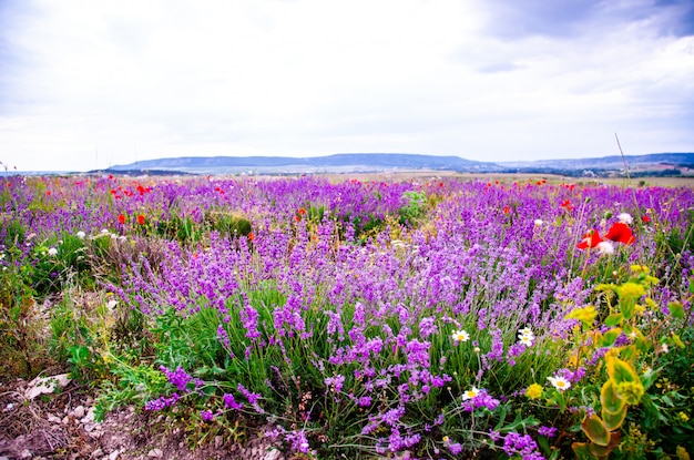 Floreciente campo de lavanda, paisaje