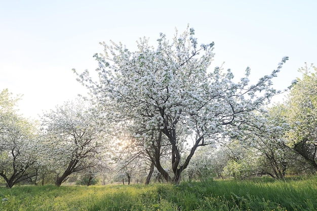 floreciente huerto de manzanas primavera fondo ramas árboles flores naturaleza