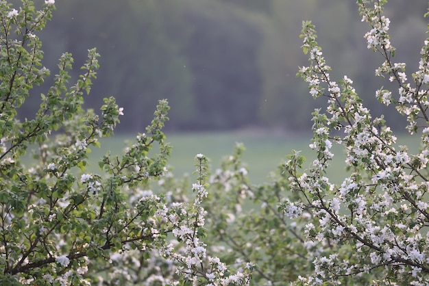 floreciente huerto de manzanas primavera fondo ramas árboles flores naturaleza