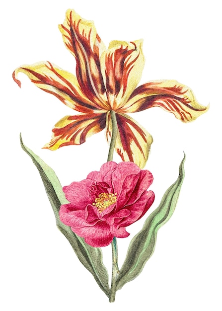 Floreciente peonía de tulipán png clipart Ilustración de flores vintage en un fondo transparente